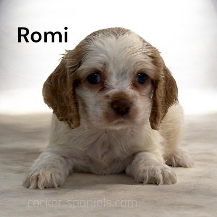 puppy, for, sale, Cocker Spaniel, Joe & Cherri  Overlease, dog, breeder, Miller, MO, dog-breeder, puppy-for-sale, forsale, nearby, find, puppyfind, locator, puppylocator, aca